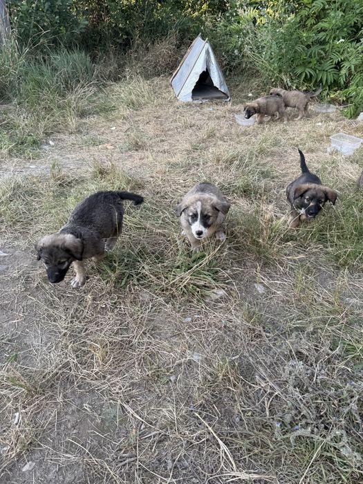 Caut casuta pentru acesti 8 catei