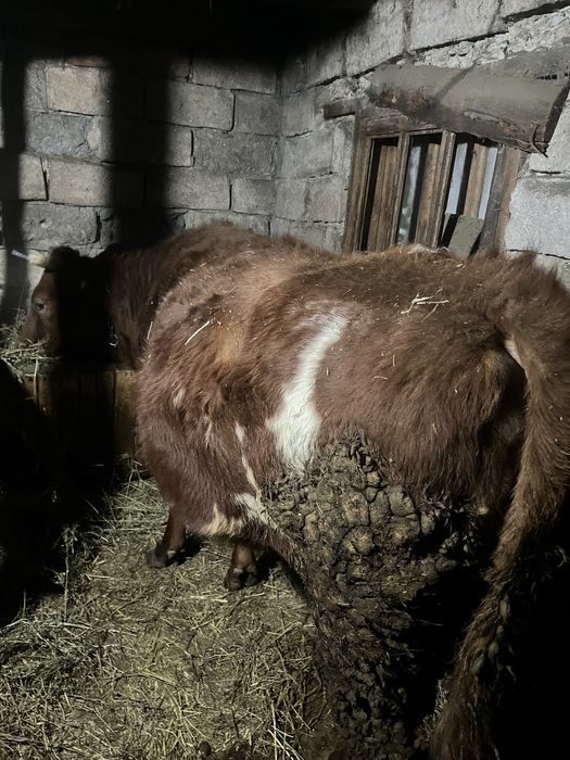 Продам корову с 2 телятами.