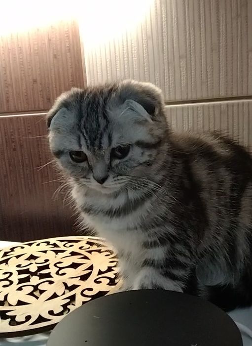 Шикарная Шотландская девочка - фолдик