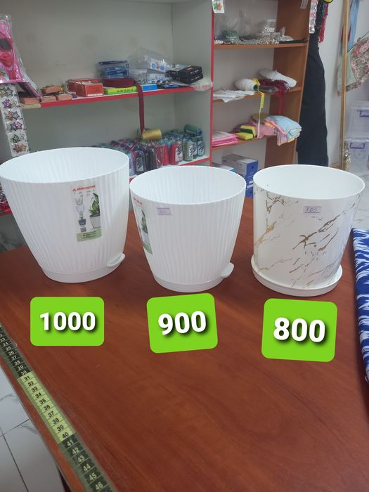 Комнатные  цветы