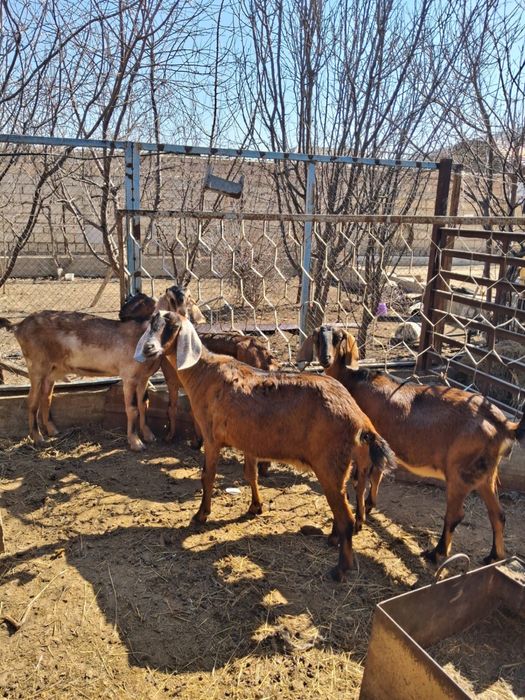 Нуби Ешкілер сатылады