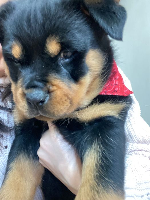 Pui rottweiler fată