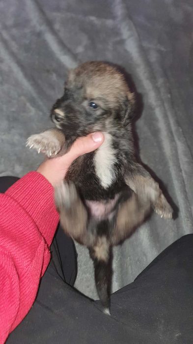 Pui metiș de Schnauzer Uriaș spre adopție / dresat la cerere