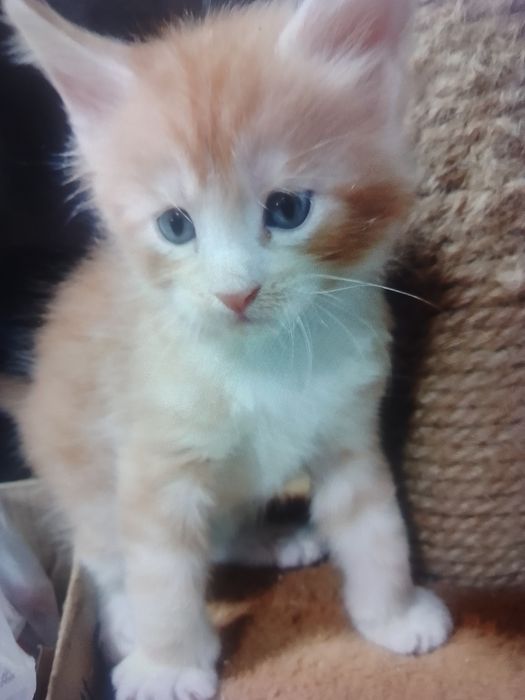 Мейн Кун продам.