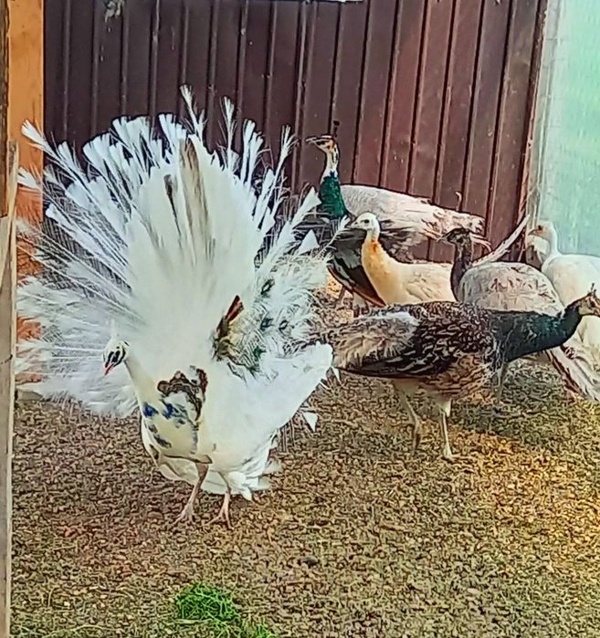 Mascul Paun Silver Dark -Ochi Alb