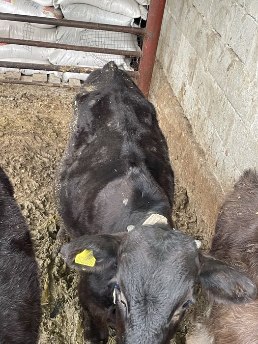 Продам две коровы с теленком