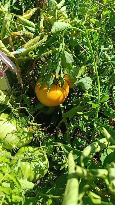 Продам помидоры, огурцы домашние!