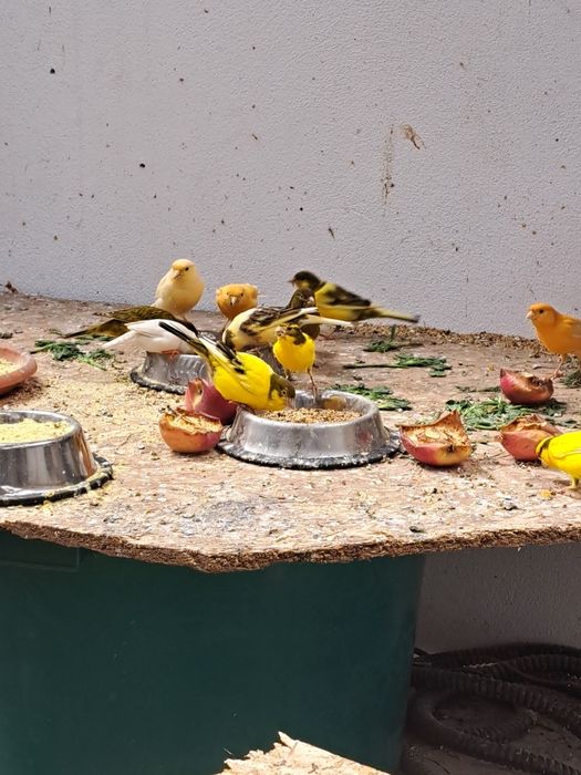 Vind canari,   zebrute australiene,agaporni și  turturele