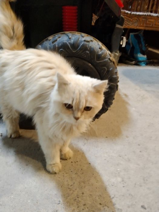 Mushuk sotiladi zotli 400ming