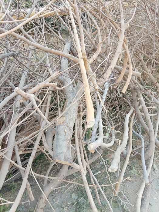 Utinlar sotiladi. Tut daraxt va archa