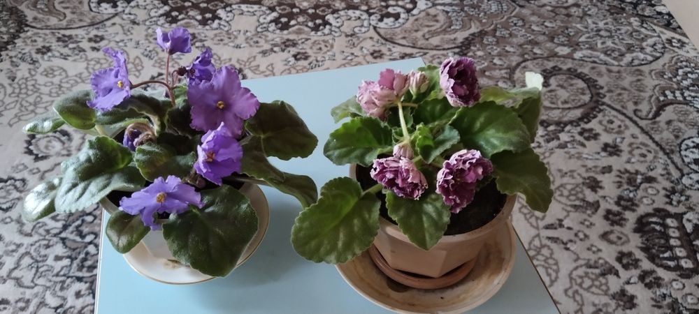Продам комнатные фиалки