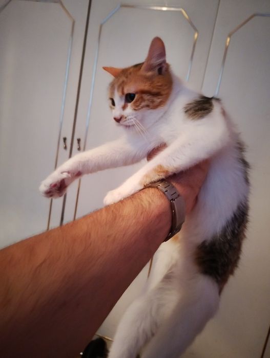 Подарявам  женско  коте