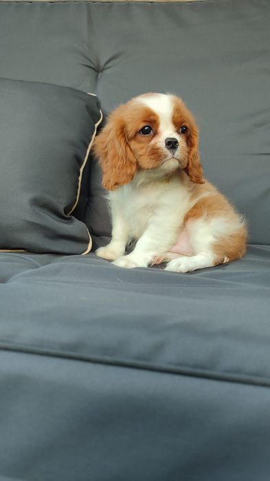 Спаниель Кинг Чарльз