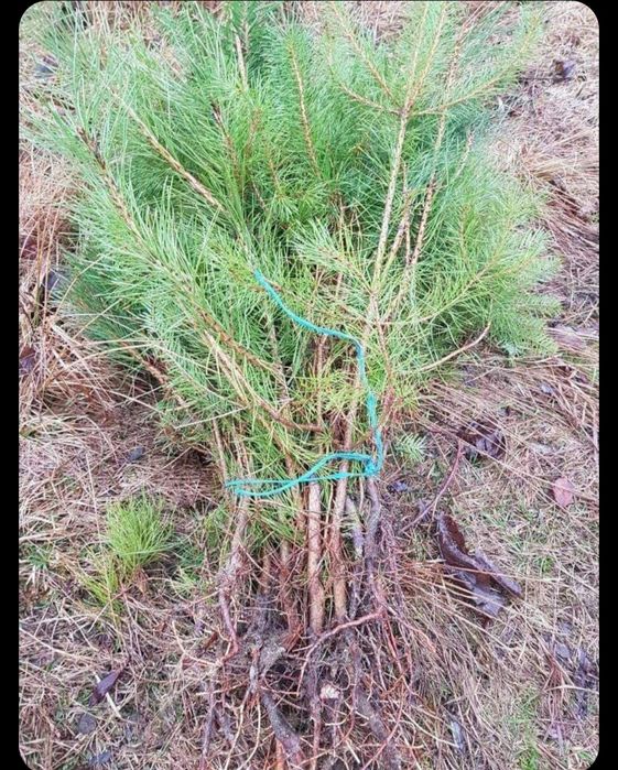 Puieți pentru replantare/împădurire la cel mai bun preț anul 1