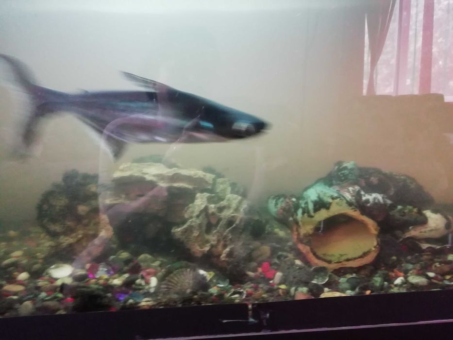 Продам аквариум 470 л.