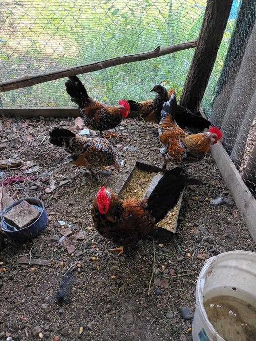 Vind pui gainuse pitice