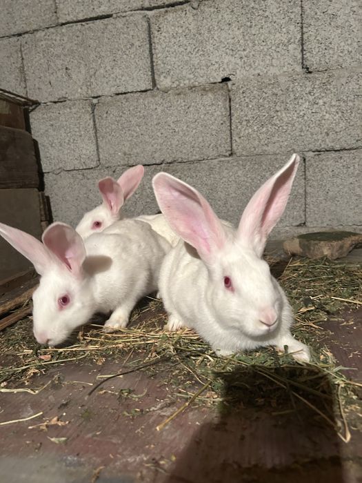 13 iepuri de vanzare toti la un loc