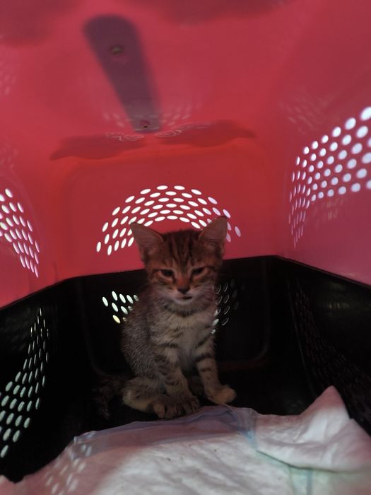 Отдам котят в добрые руки