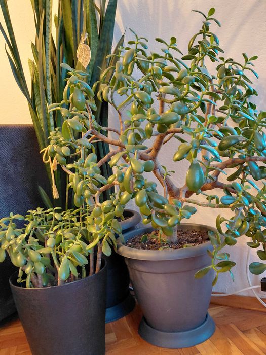 Стайни растения Сансевиера (меч/сабя) и дървото на живота