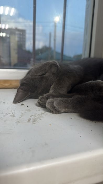 Кот бесплатно, срочно!