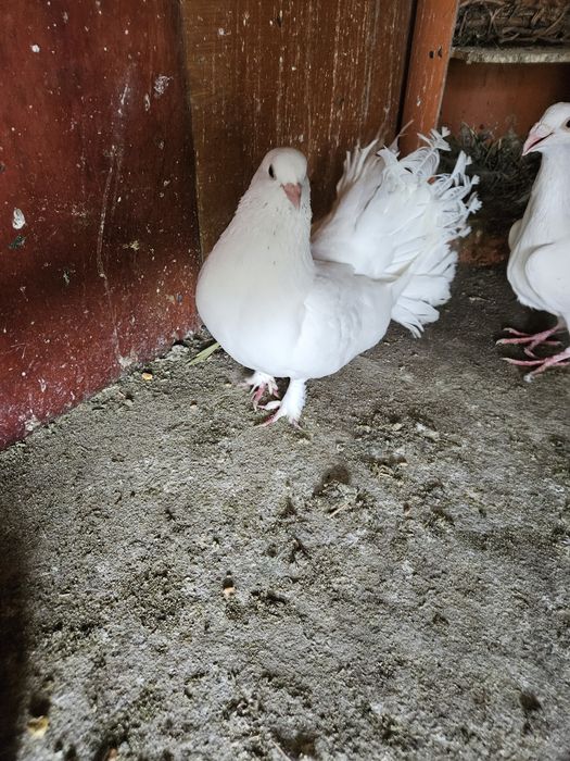 Schimb 5 rotari cu o pereche de kingi