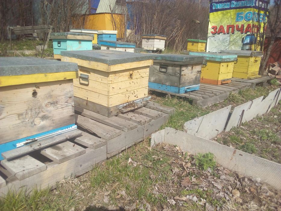 Пакеты пчелосемьи продам.