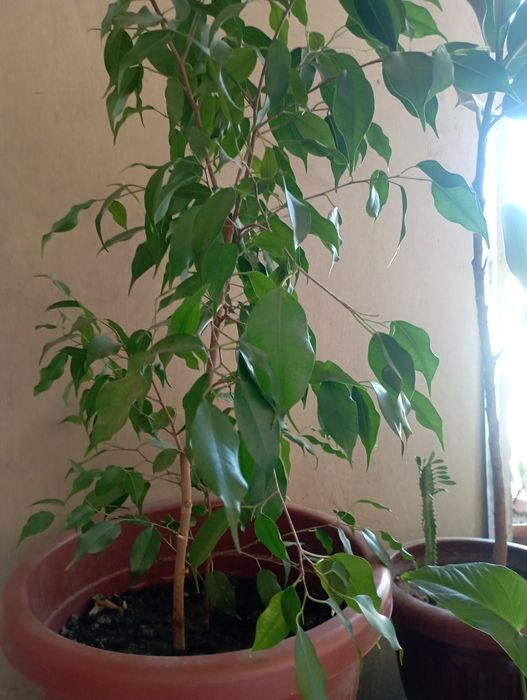 Гуллар сотилади арзон