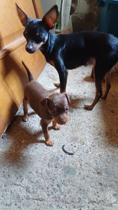 Щенки той терьера