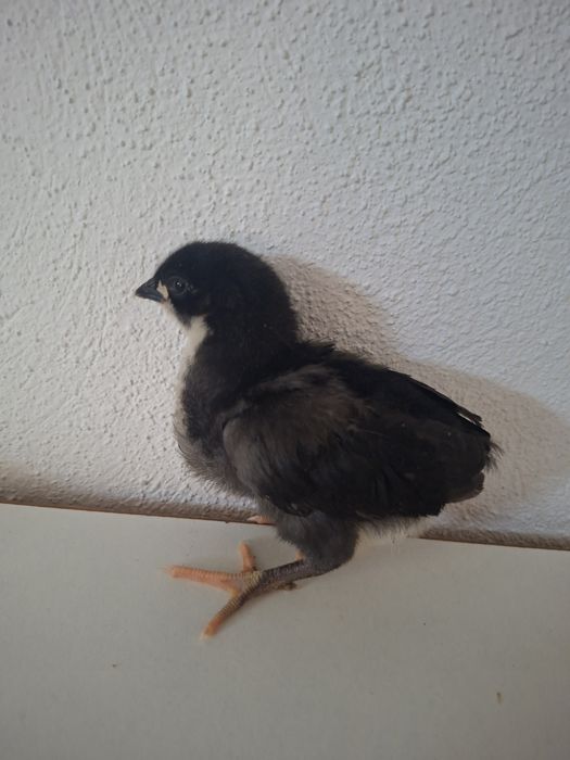 Pui brahma si australorp