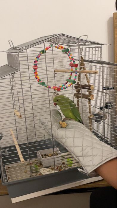 Papagal Micul Alexandru