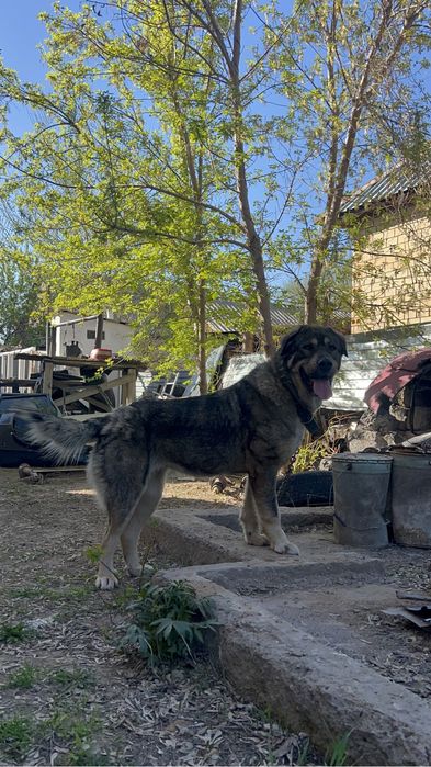 Продам суку сао.