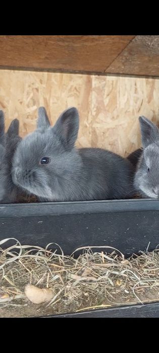 Vând iepuri maturi și pui