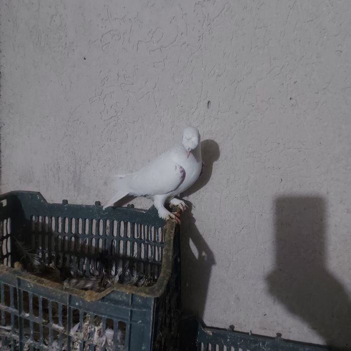 Бели насачуби такла самец