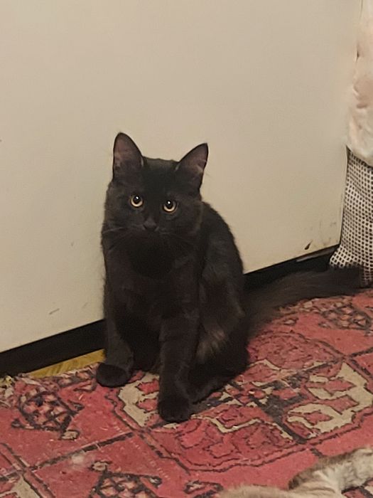 Котик красавец даром