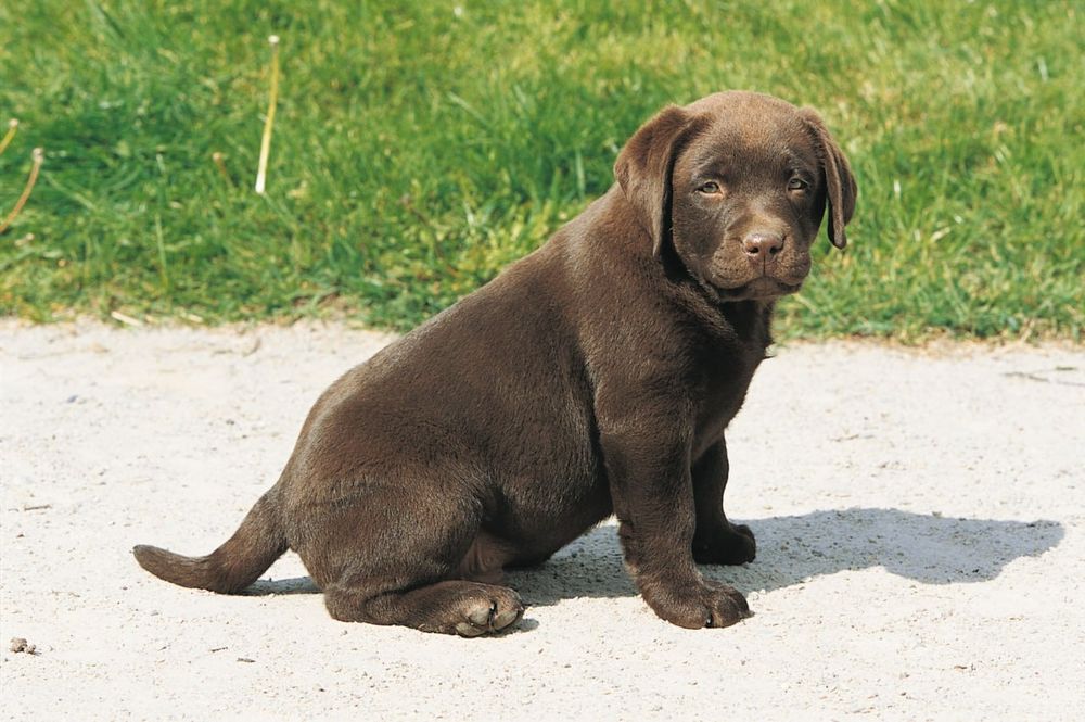 Щенки лабрадора чистокровные