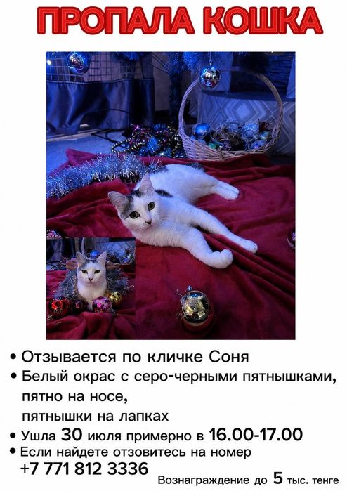 пропала кошечка!