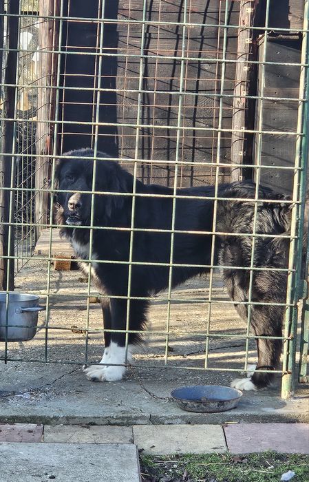 Mascul Ciobănesc corb