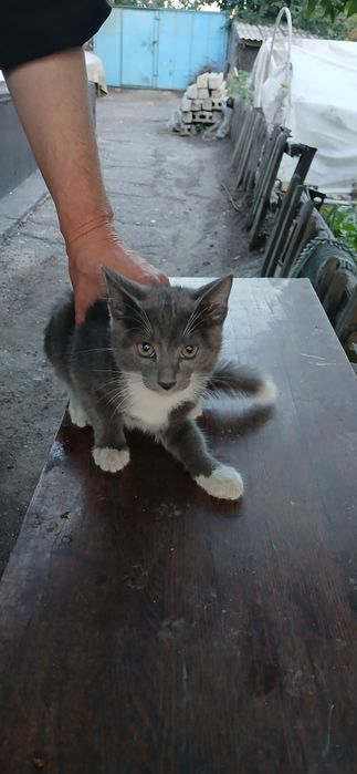 Котята крысыловы
