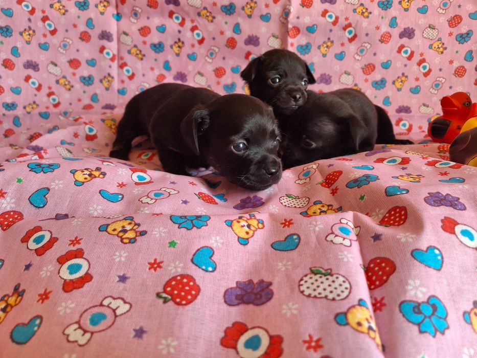 Бронь на щенков русский той терьер