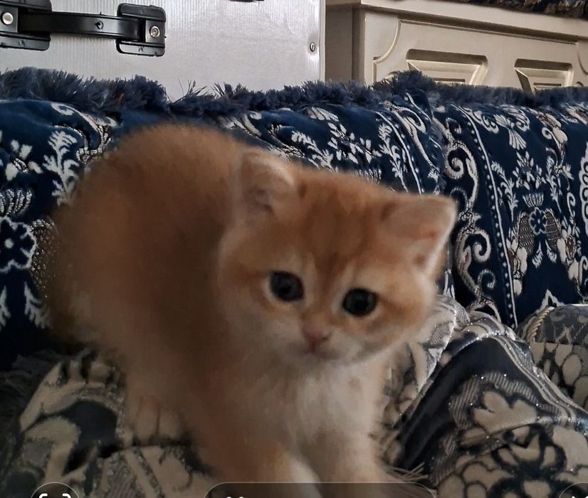 Zılotaya Shinshila