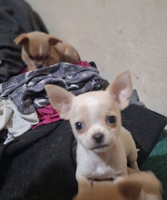 Мини чихуахуа,две момчета и две момичета.