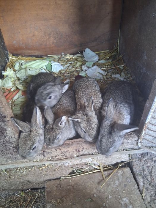 Vindem iepuri 30lei buc pui