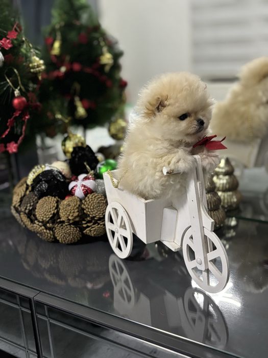 Померан мъжко