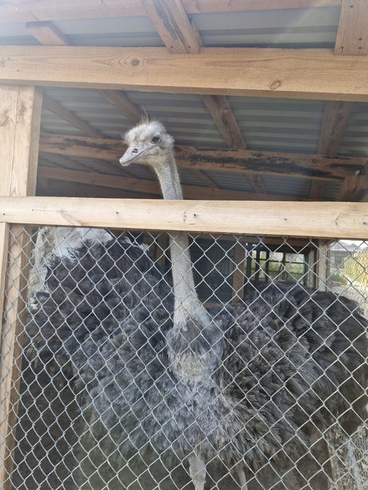 Страус африканский