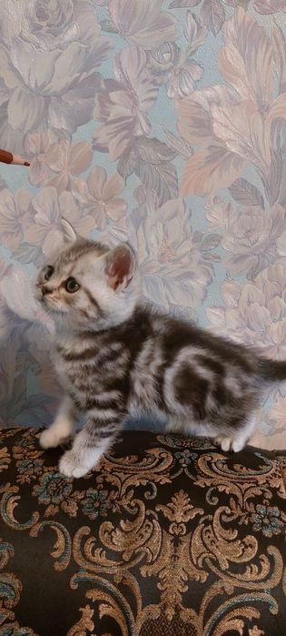 Британские котята с документами