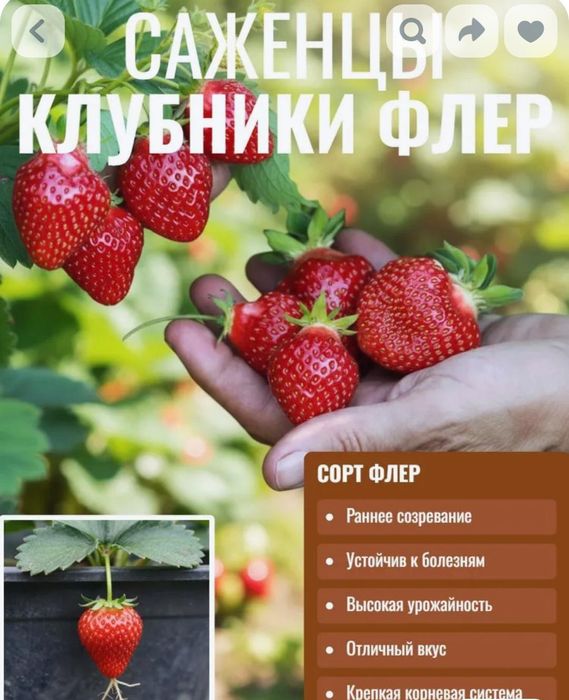 Клубника одноразовая, сортовая