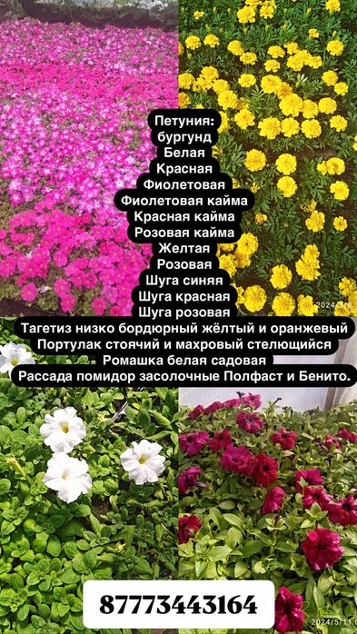 Ель, пирамидальные тополя