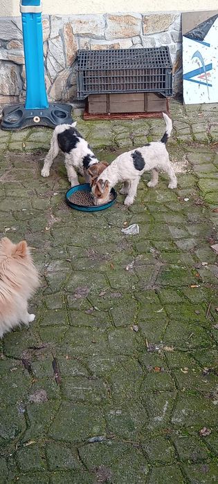 Фокс Териер Момичета