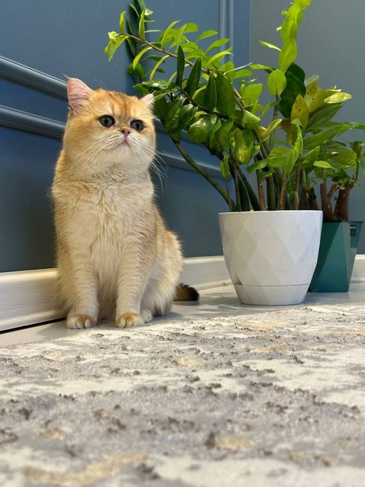 Золотистый Британец ну 12 вязкакага таклиф киламиз