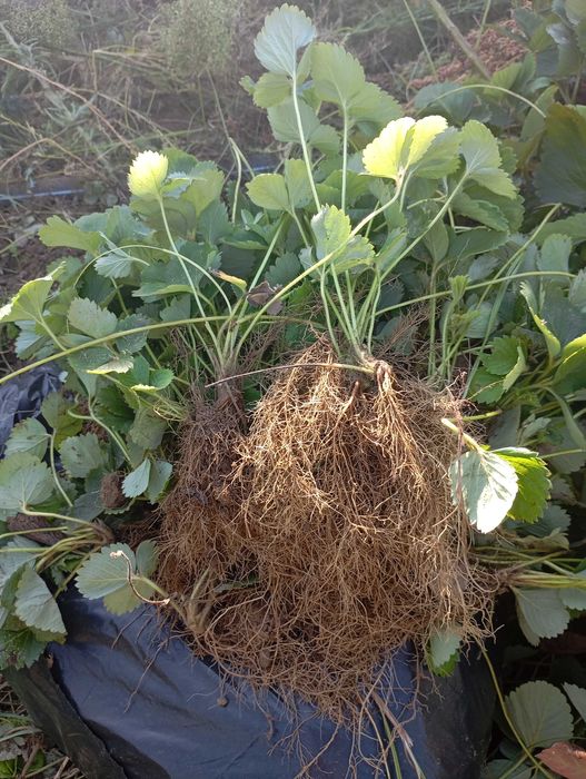 Продавам разсад ягоди сорт Алба